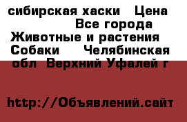 l: сибирская хаски › Цена ­ 10 000 - Все города Животные и растения » Собаки   . Челябинская обл.,Верхний Уфалей г.